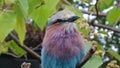 Lilac breasted roller bird in London zoo Royalty Free Stock Photo