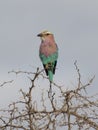 Lilac Breasted Roller Bird on perch Royalty Free Stock Photo