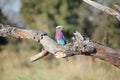Lilac Breasted Roller Bird Royalty Free Stock Photo