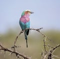 Lilac Breasted Roller