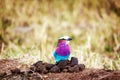 Lilac Breasted Roller Bird on Poop Royalty Free Stock Photo