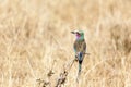 Lilac Breasted Roller Bird In Tanzania