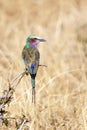 Lilac Breasted Roller Bird In Tanzania Royalty Free Stock Photo