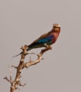 Lilac-breasted Roller on a branch Royalty Free Stock Photo