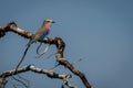 Lilac-breasted roller on branch below blue sky Royalty Free Stock Photo