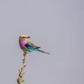 Lilac breasted roller on a branch in Kruger park Royalty Free Stock Photo