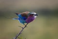 Lilac-breasted Roller on branch in Masai Mara ,Kenya. Royalty Free Stock Photo