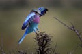 Lilac-breasted Roller on branch in Masai Mara ,Kenya. Royalty Free Stock Photo