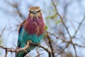 Lilac breasted roller on a branch Royalty Free Stock Photo