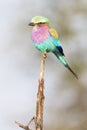 Lilac breasted Roller on branch