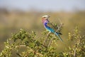Lilac breasted roller on a branch in South Africa Royalty Free Stock Photo