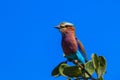 Lilac-breasted roller branch tree Royalty Free Stock Photo