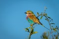 Lilac-breasted roller with catchlight on leafy branch Royalty Free Stock Photo