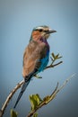 Lilac-breasted roller with catchlight on leafy branch Royalty Free Stock Photo