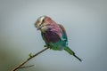 Lilac-breasted roller cocks head perched on branch