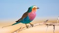 Africa Bird - Lilac breasted roller colorful bird standing on the tree branch in Namibia Royalty Free Stock Photo