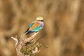 Lilac breasted roller Royalty Free Stock Photo