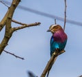 Lilac breasted roller, colorful tropical bird from Africa, popular pet in aviculture