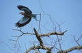 Lilac Breasted Roller, coracias caudata, Adult in Flight, South Africa Royalty Free Stock Photo