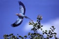 Lilac Breasted Roller, coracias caudata, Adult in Flight, Taking off from Bush, South Africa Royalty Free Stock Photo