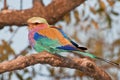 Lilac breasted Roller Coracias caudata National Park, Namibia, Africa Royalty Free Stock Photo