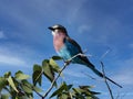 Lilac-breasted Roller, Coracias caudata, is one of Africa`s most colorful birds. Namibia Royalty Free Stock Photo