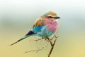 Lilac-breasted Roller Coracias caudata outdoor Royalty Free Stock Photo