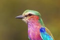 Lilac-breasted Roller Coracias caudata portrait. Roler portrait with green background Royalty Free Stock Photo