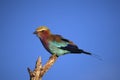 Lilac-breasted Roller Coracias caudata sitting on a bare branch of a dead tree with a blue background Royalty Free Stock Photo