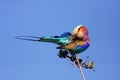 Lilac-breasted Roller Coracias caudata sitting on a bare branch of a tree with a blue background Royalty Free Stock Photo