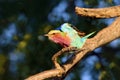 Lilac-breasted Roller (Coracias caudata) sitting on a branch in a dense tree.