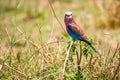 Lilac breasted roller Coracias caudata small beautiful colorful bird in Kenya, Africa Royalty Free Stock Photo