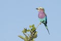 Lilac Breasted Roller (Coracias caudata) South Africa Royalty Free Stock Photo