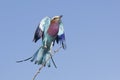 Lilac Breasted Roller (Coracias caudata) taking off, Botswana Royalty Free Stock Photo