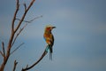 Lilac-breasted Roller (Coracias caudatus) Royalty Free Stock Photo