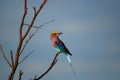 Lilac-breasted Roller (Coracias caudatus) Royalty Free Stock Photo