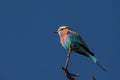 Lilac-breasted Roller Coracias caudatus 4735 Royalty Free Stock Photo