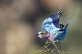 Lilac-breasted Roller (Coracias caudatus) Royalty Free Stock Photo