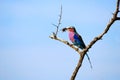 Lilac-Breasted Roller (Coracias caudatus)