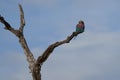 Lilac breasted roller Coracias caudatus Africa Coraciidae Portrait on a tree