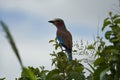 Lilac breasted roller Coracias caudatus Africa Coraciidae Portrait on a tree