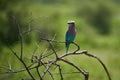 Lilac breasted roller Coracias caudatus Africa Coraciidae Portrait on a tree Royalty Free Stock Photo