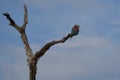 Lilac breasted roller Coracias caudatus Africa Coraciidae Portrait on a tree