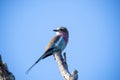 The lilac-breasted roller, Coracias caudatus, is an African bird of the roller family, Coraciidae, Southern Africa. Royalty Free Stock Photo