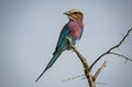 The lilac-breasted roller, Coracias caudatus, is an African bird of the roller family, Coraciidae, Southern Africa. Royalty Free Stock Photo