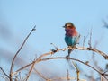 Lilac-breasted Roller (Coracias Caudatus) Royalty Free Stock Photo