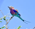 Lilac-breasted roller Coracias caudatus Royalty Free Stock Photo