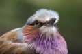 The lilac-breasted roller (Coracias caudatus) Royalty Free Stock Photo