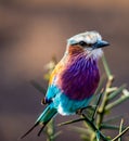 Lilac-breasted roller Coracias caudatus on safari Royalty Free Stock Photo