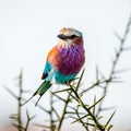 Lilac-breasted roller Coracias caudatus on safari Royalty Free Stock Photo